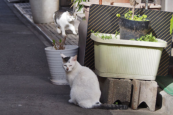 ケイ　とてとて