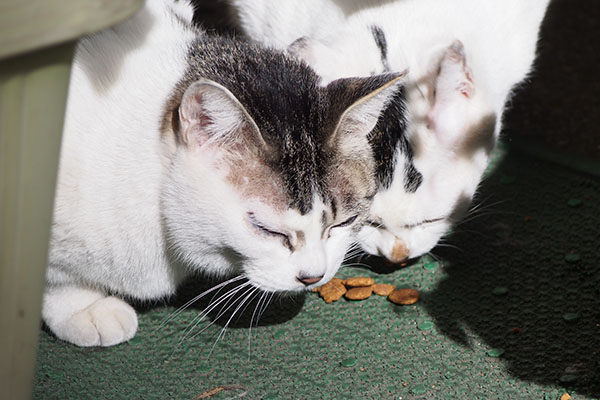 争う事なく食べる親子猫