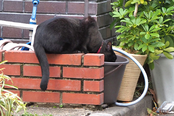 モノ太　裏で水を飲む