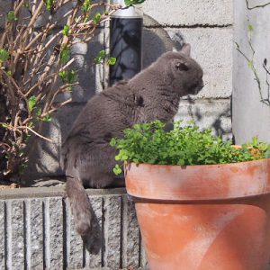 roshigure sunbathing