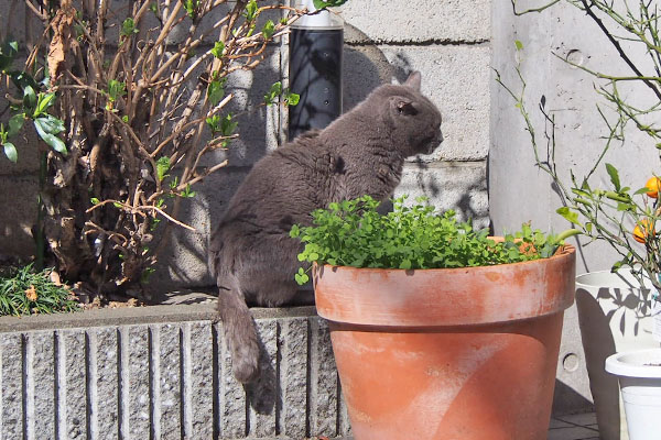 roshigure sunbathing