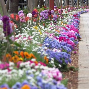 side walk flowers3