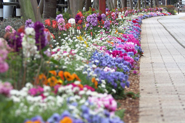 side walk flowers3