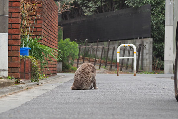 グリの背中　階段から