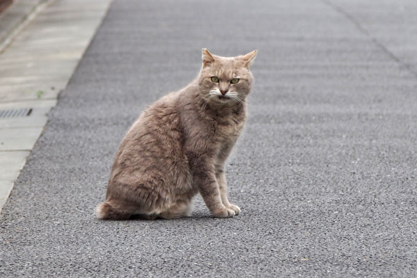 グリ　おっす