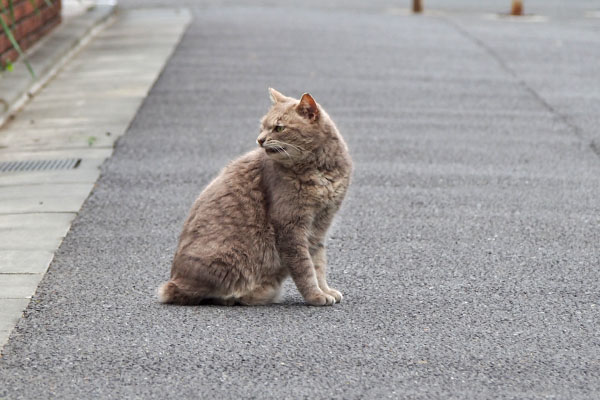 グリ　振り返る