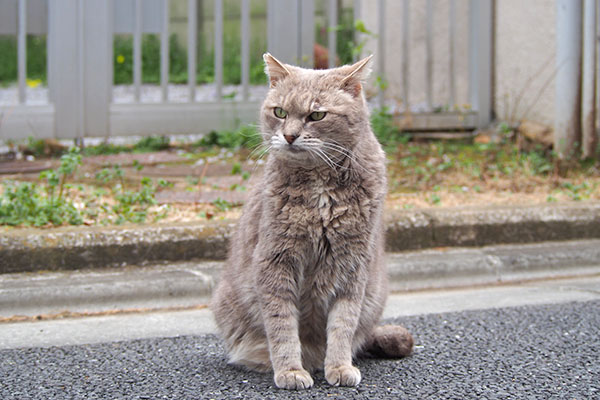 グリ　そっけなく