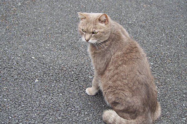 グリ　背中から