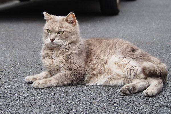 グリ　家猫のよう