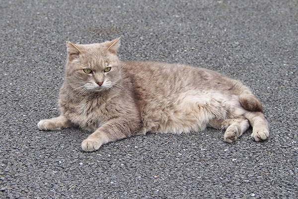 グリ　毛はふわふわ