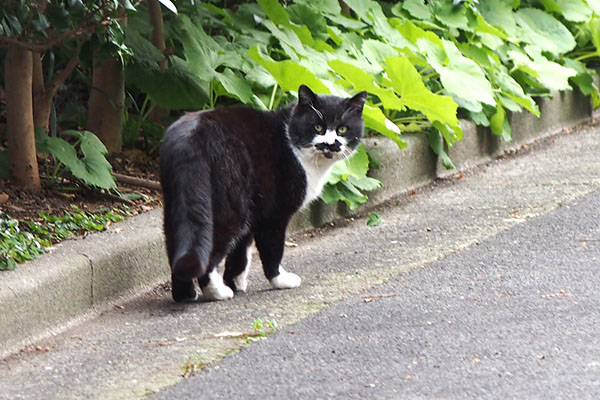 振り返る　ブッチ