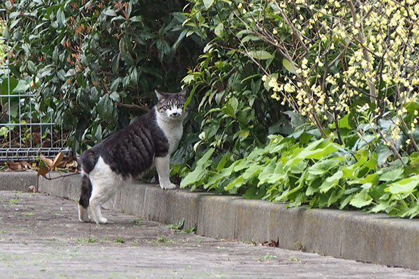 タンタル　あれ誰にゃ