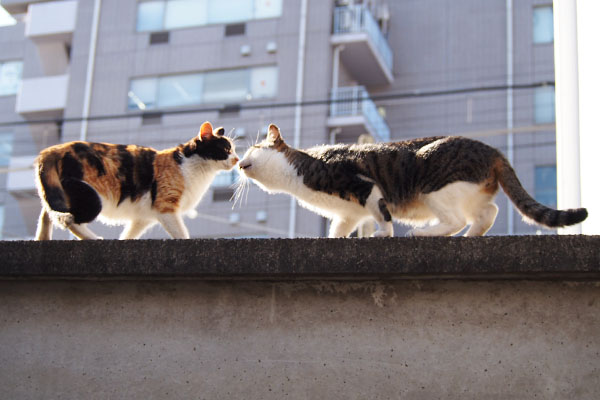 れもんとコルビ　塀の上で挨拶