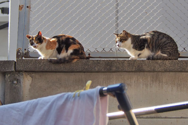 れもんとコルビ　距離が近くなってる