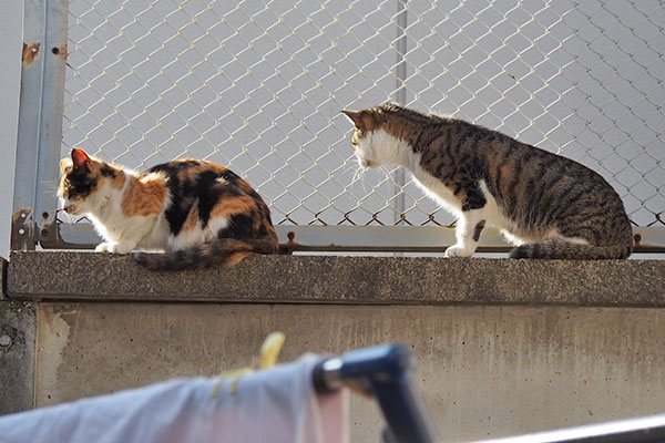 れもんとコルビ　隣り見る