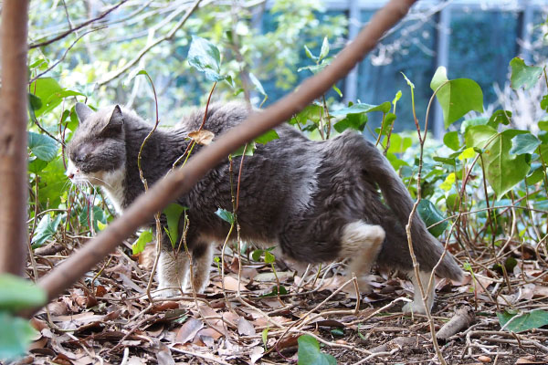 オット　伸びながら戻る