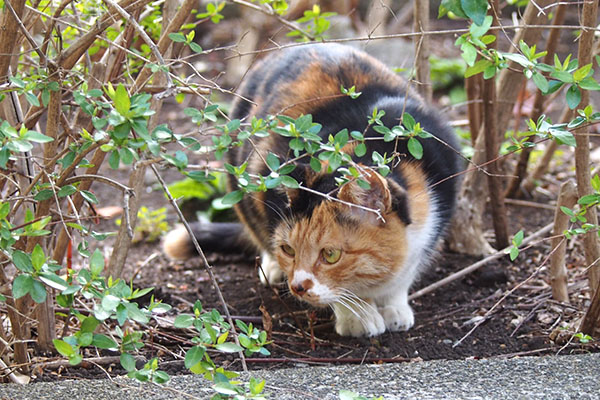 ミク　モノ太を見る