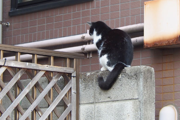 スズ　塀の上でまっすぐ前