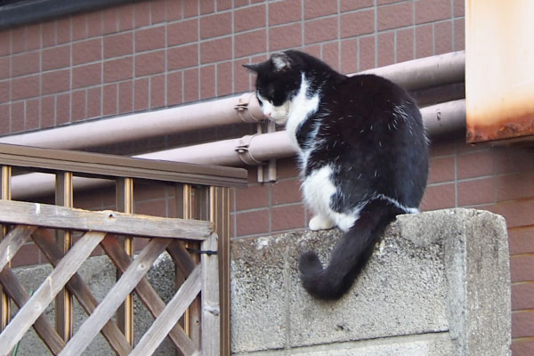 スズ　塀の上からベランダ