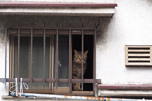 シマヲ　窓の内側