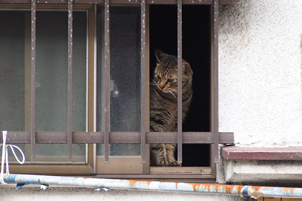 シマヲ　下界を見る