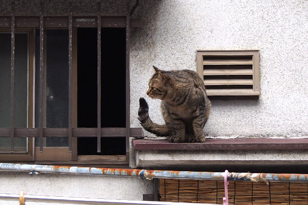 シマヲ　出てきた