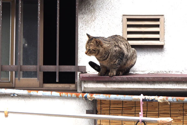 らい太を見てるシマヲ