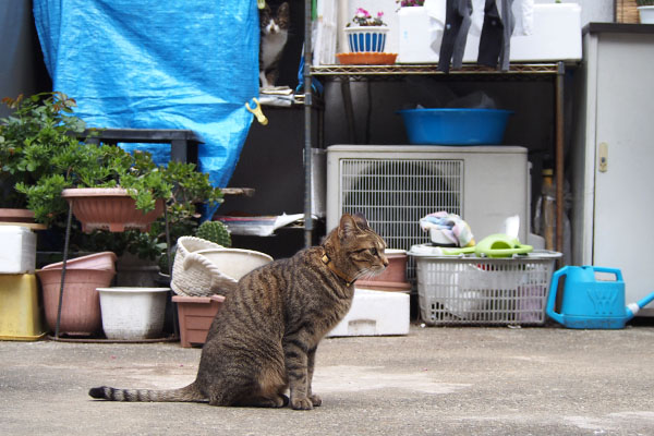 らい太　お出まし　後ろにホット