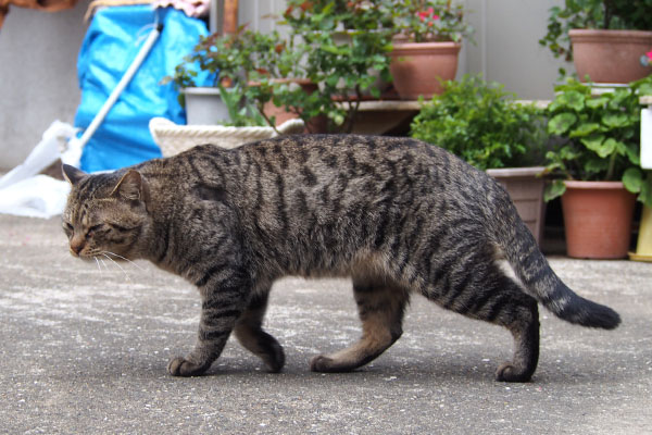 シマヲ　のしのし去って行く