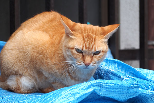 ソラちゃん　シマヲを見てる