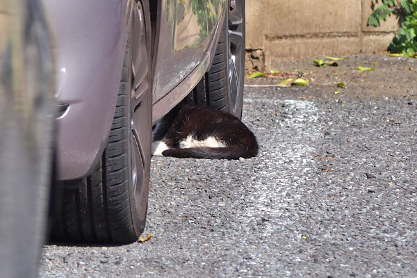 コテ　車の下