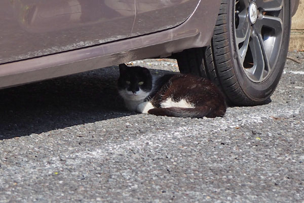 コテ　お寛ぎ中