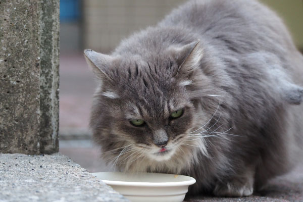 マフ　急いで食べる