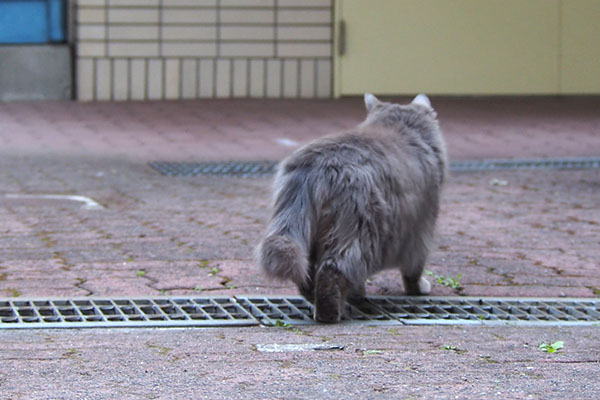 食べ終わり　遠くを見ているマフ