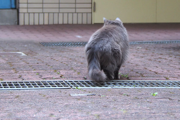 食べ終わり　遠くを見ているマフ２