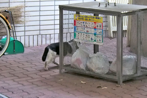 新参猫　逃げる