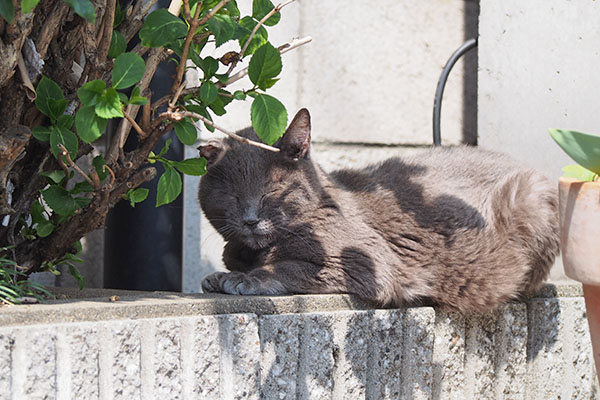 ロシグレ　塀の上で日向ぼっこ