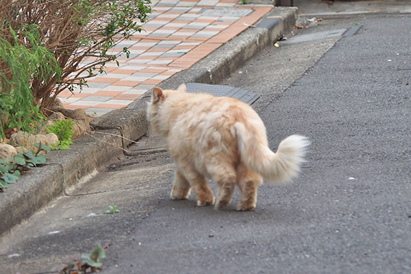 ナリコマ　走る　後ろ姿２