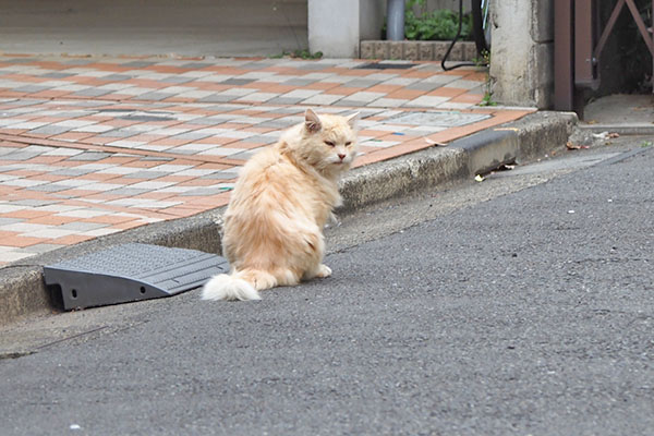 ナリコマ　座って振り向く