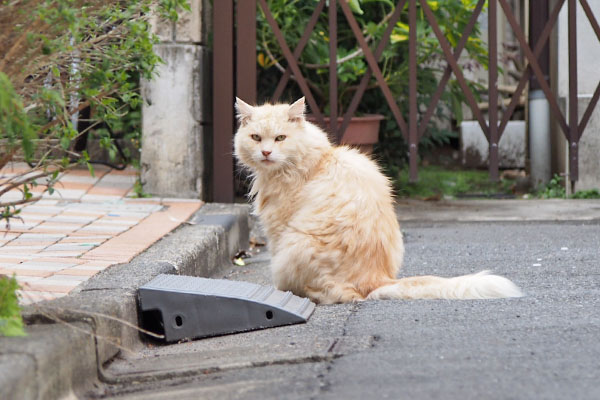 ナリコマ　またおまえか