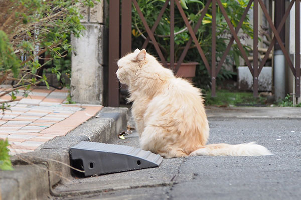 ナリコマ　前を向く