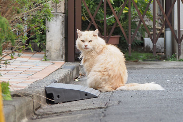 ナリコマ　見る　２度目