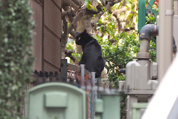 モノ太　塀の上　横顔