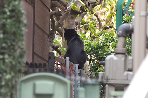 モノ太　塀の上　左チェック