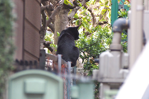 モノ太　塀の上　右チェック