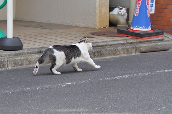 走るケイと左奥にオーロラ