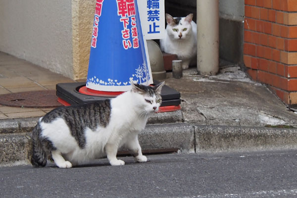 ケイあっちへ行くにゃ