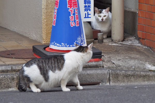 ケイがオーロラを見る