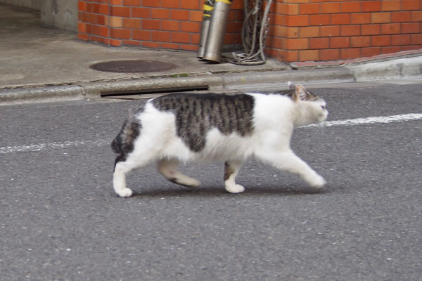 ケイ　道路横断