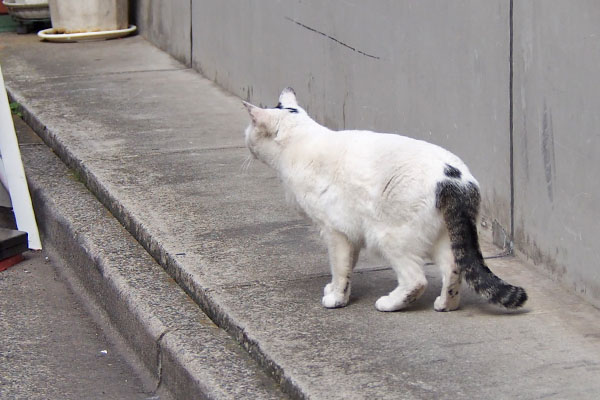 オーロラ　しっぽの上に丸